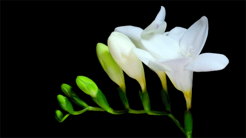 Lily petals bursting out in the spring